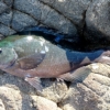 Thumbnail of post image 008