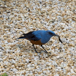 Thumbnail of post image 185