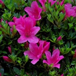 Thumbnail of post image 170