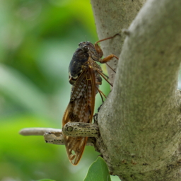 Thumbnail of post image 151