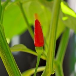 Thumbnail of post image 133