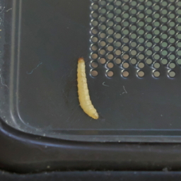 Thumbnail of post image 026