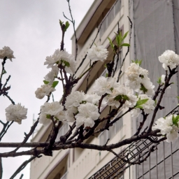 Thumbnail of post image 071