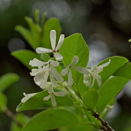 Thumbnail of post image 177