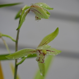 Thumbnail of post image 002