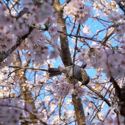 Thumbnail of post image 001