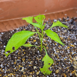 Thumbnail of post image 040