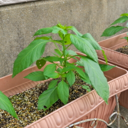 Thumbnail of post image 169