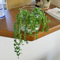 Thumbnail of post image 144
