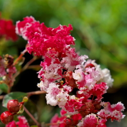 Thumbnail of post image 071