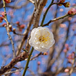 Thumbnail of post image 182
