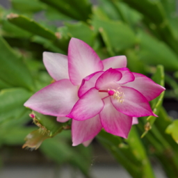 Thumbnail of post image 029