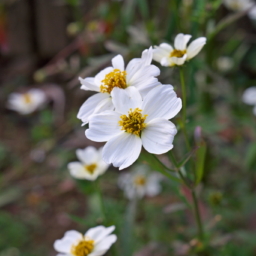 Thumbnail of post image 143