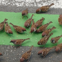 Thumbnail of post image 066
