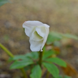 Thumbnail of post image 150