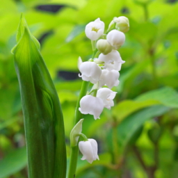 Thumbnail of post image 113