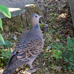 Thumbnail of post image 066