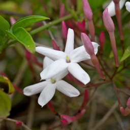 Thumbnail of post image 115