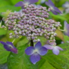Thumbnail of post image 124