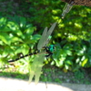 Thumbnail of post image 101