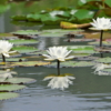 Thumbnail of post image 004