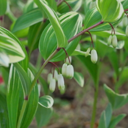 Thumbnail of post image 137