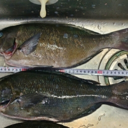 Thumbnail of post image 060