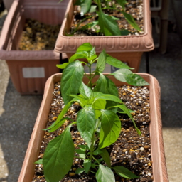 Thumbnail of post image 110