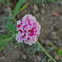 Thumbnail of post image 065