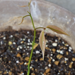 Thumbnail of post image 176