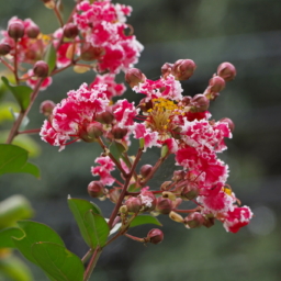 Thumbnail of post image 117